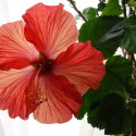 Color Inspiration:  Hibiscus