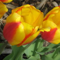 Spring Color Inspiration:  Tulips